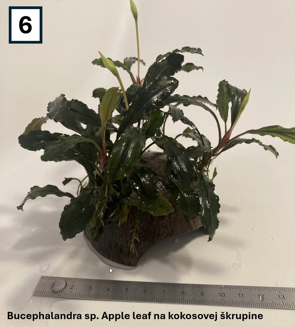 Akváriové rastliny na dekoráciach - 13