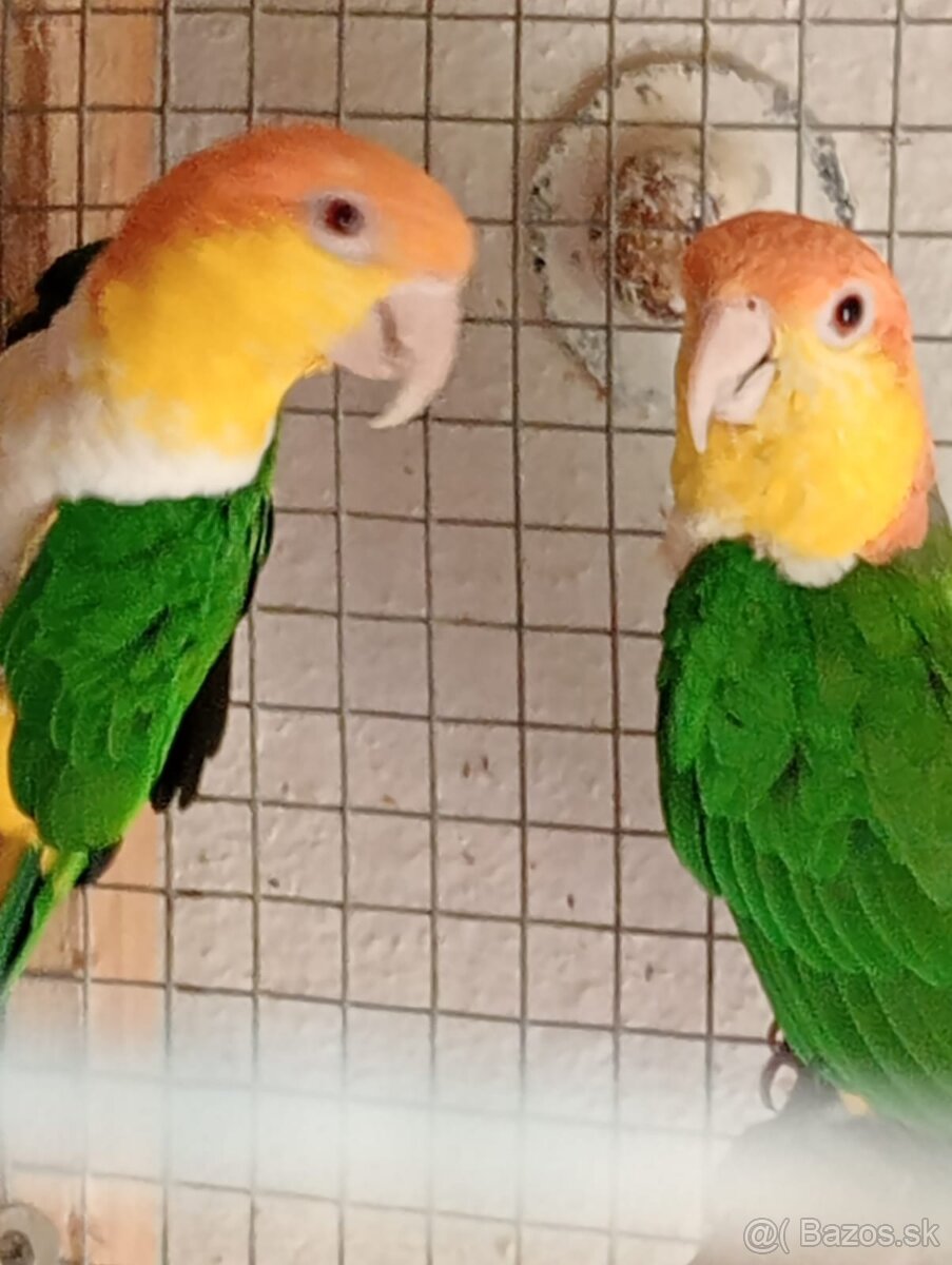 Ručne dokrmene - 13