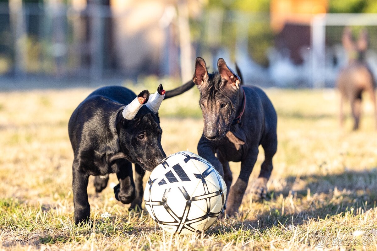 Mexický naháč - 13