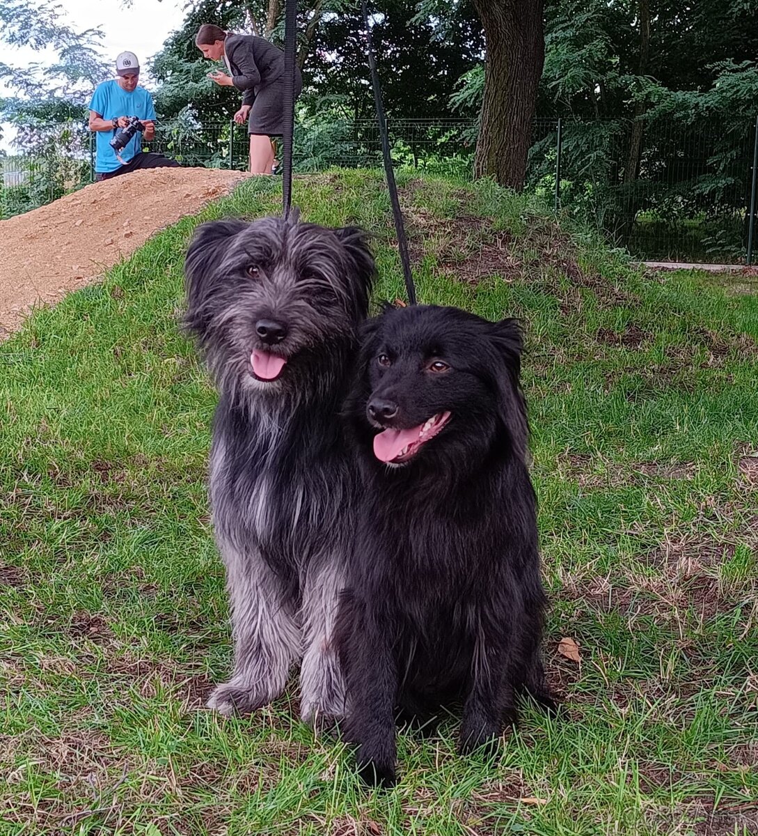 Pyrenejský ovčák - štěňátka s PP - 13