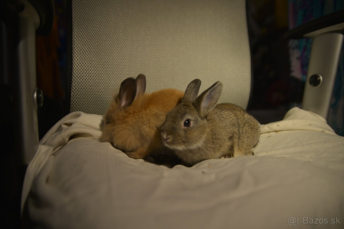 Predám zakrsleho kralička - 13