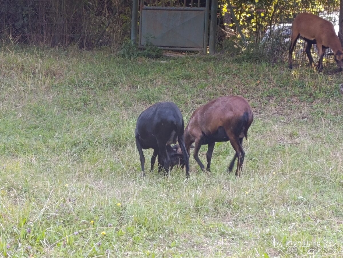 Kamerunské ovce - 13