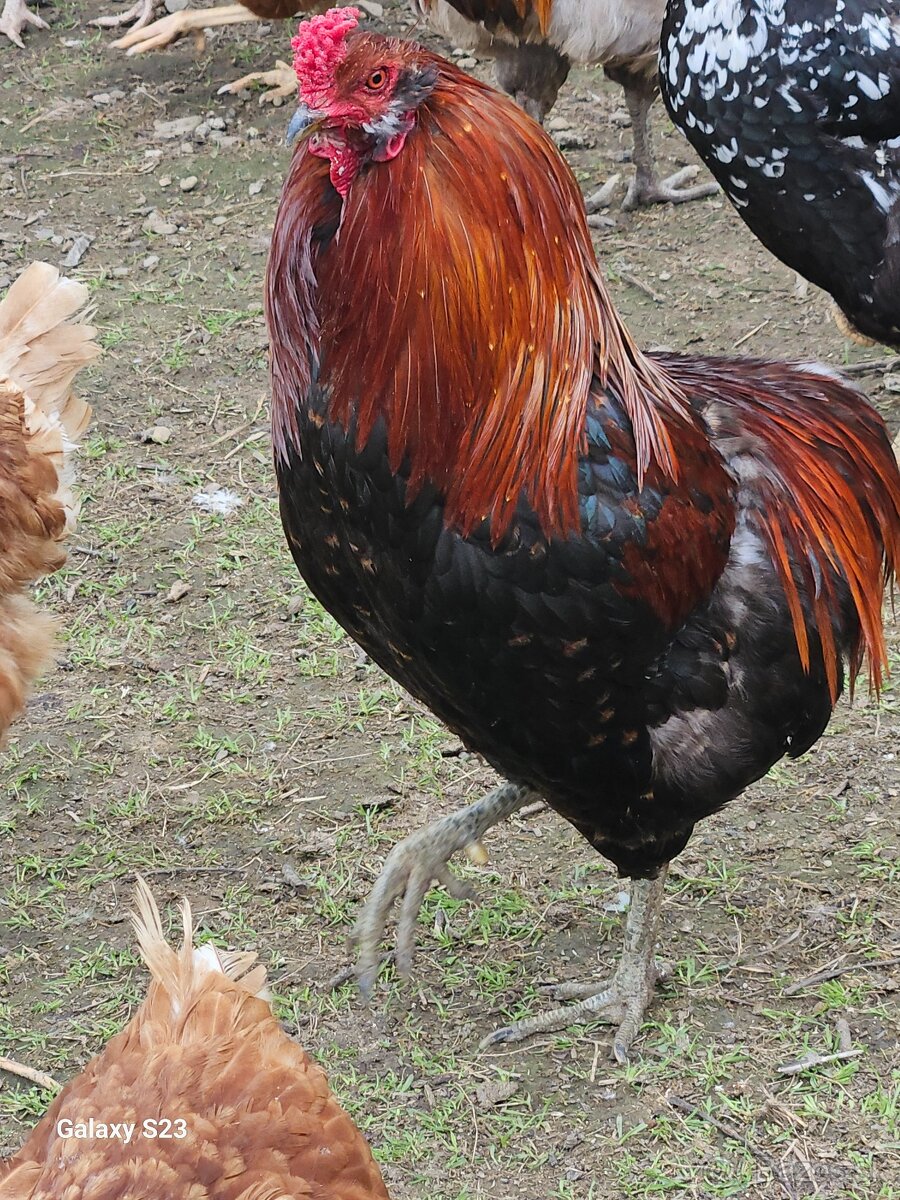 Predám nasadové vajíčka araucana - 13