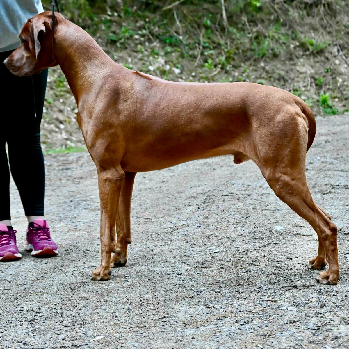 Rhodézsky ridgeback šteniatka s PP ❤️ - 13