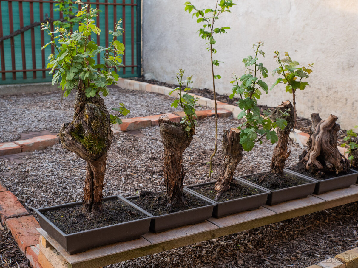 Bonsaj - 49 ročný vinič - 13