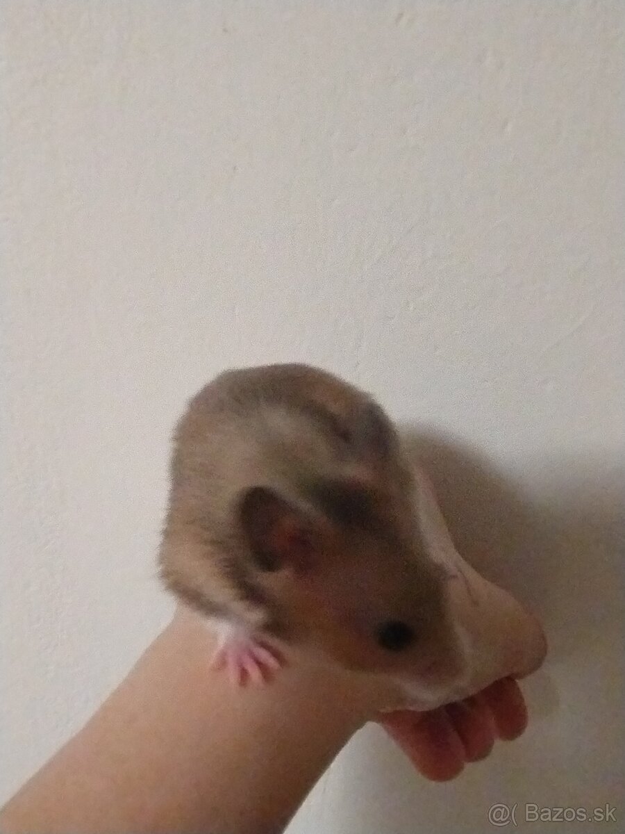 Škrečok sýrsky - 13