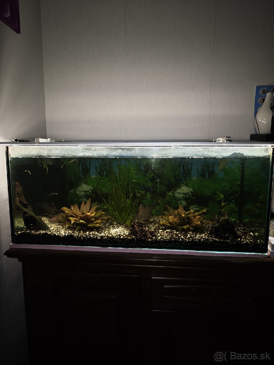 Akvárium - 13