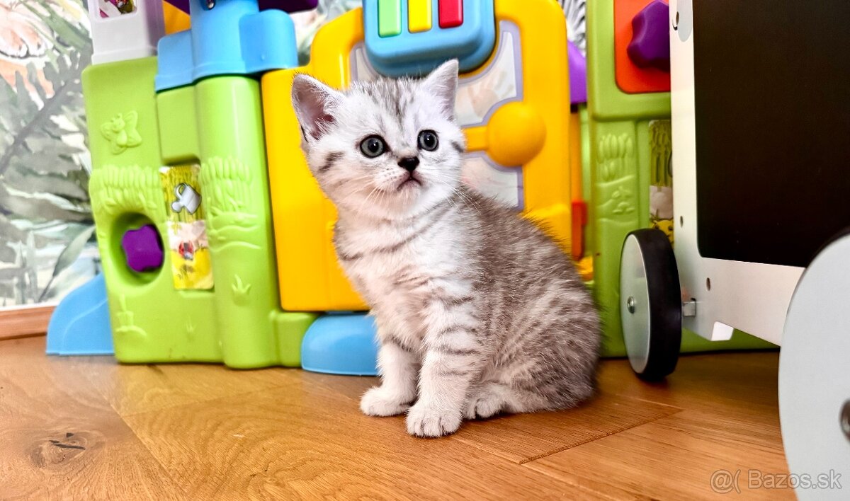 Skotska klapoucha macka, scottish straight s PP - 13