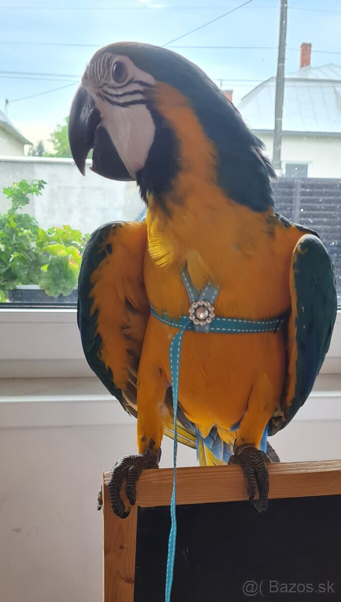 Traky pre papagáje, kšíry, popruhy - 13