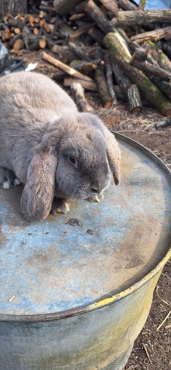 Francúzsky baran - 13