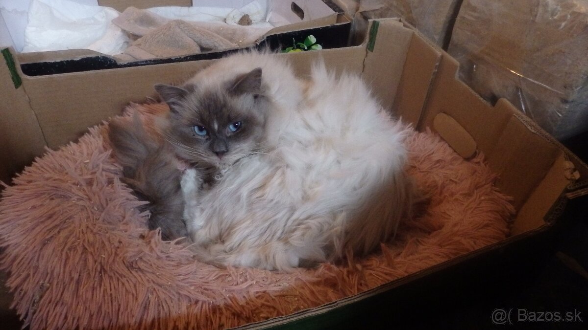 ragdoll,radgoll,mačatá predané na predal len dospelé mačky - 13