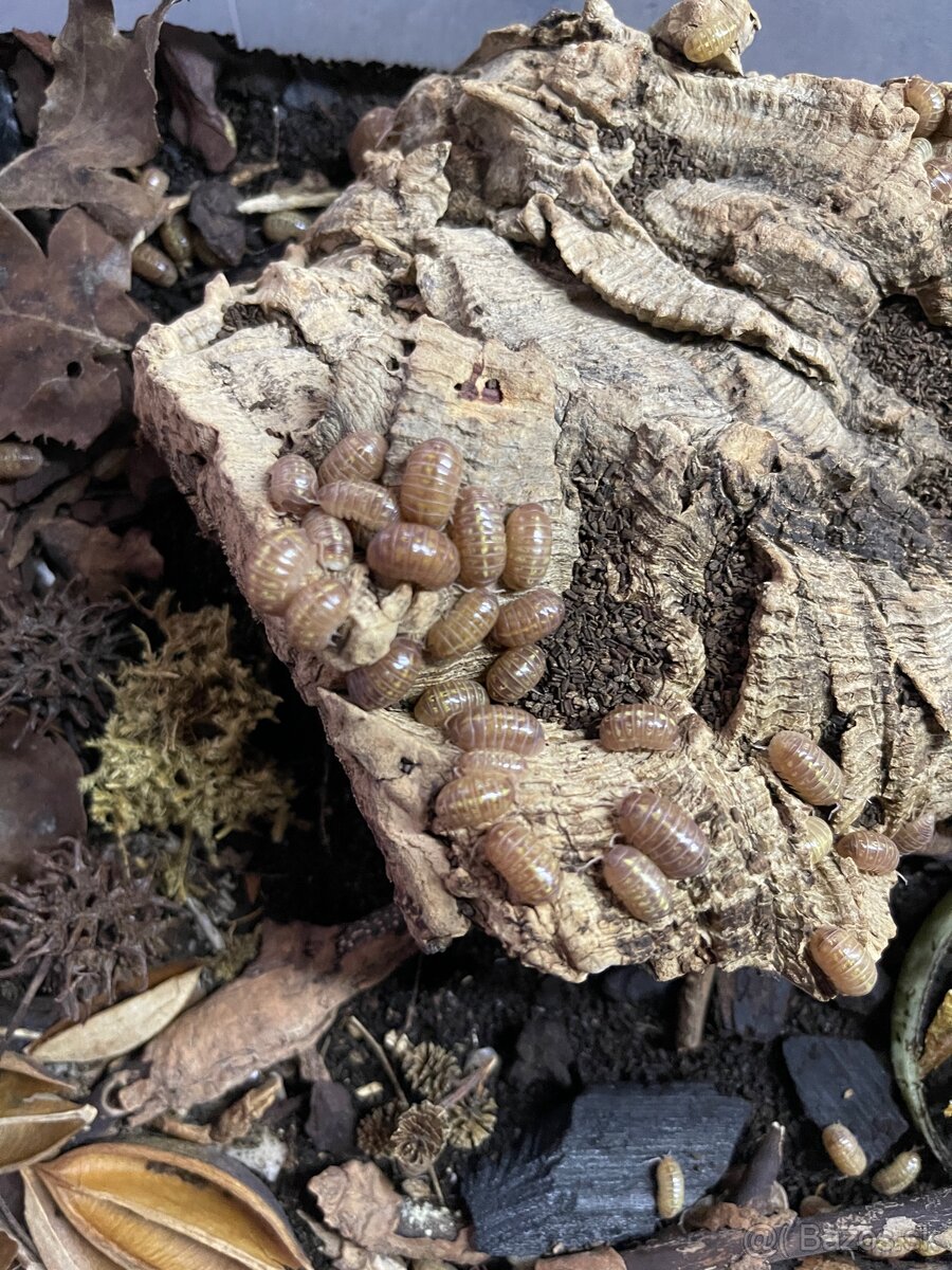 Isopody na predaj bioaktívne poklady pre tvoje terárium 🐛🌿 - 13