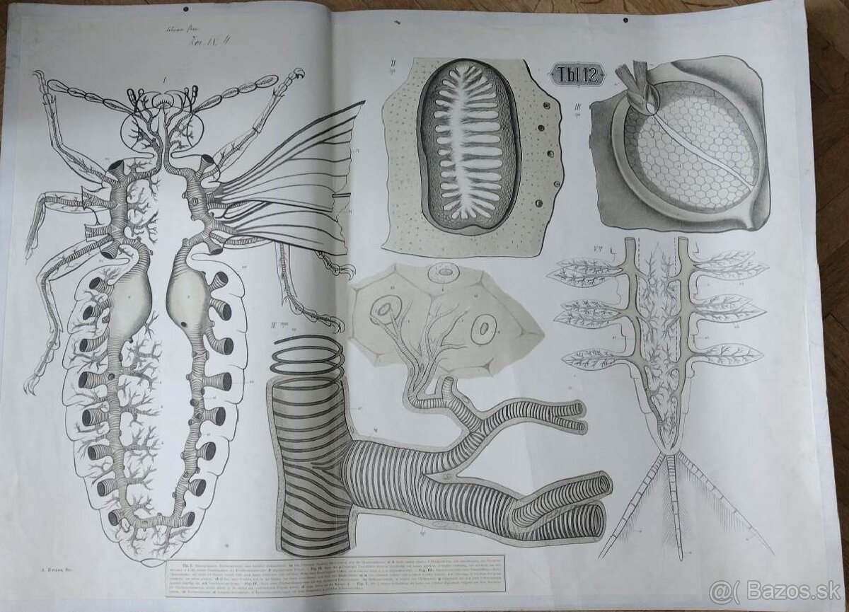 staré školské tabule/plagáty raslín-stromov-zvierat - 13