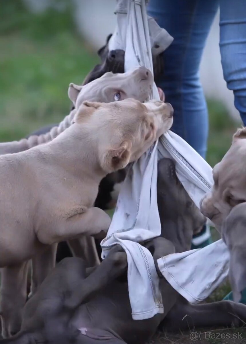 Bandog na krytie - 13