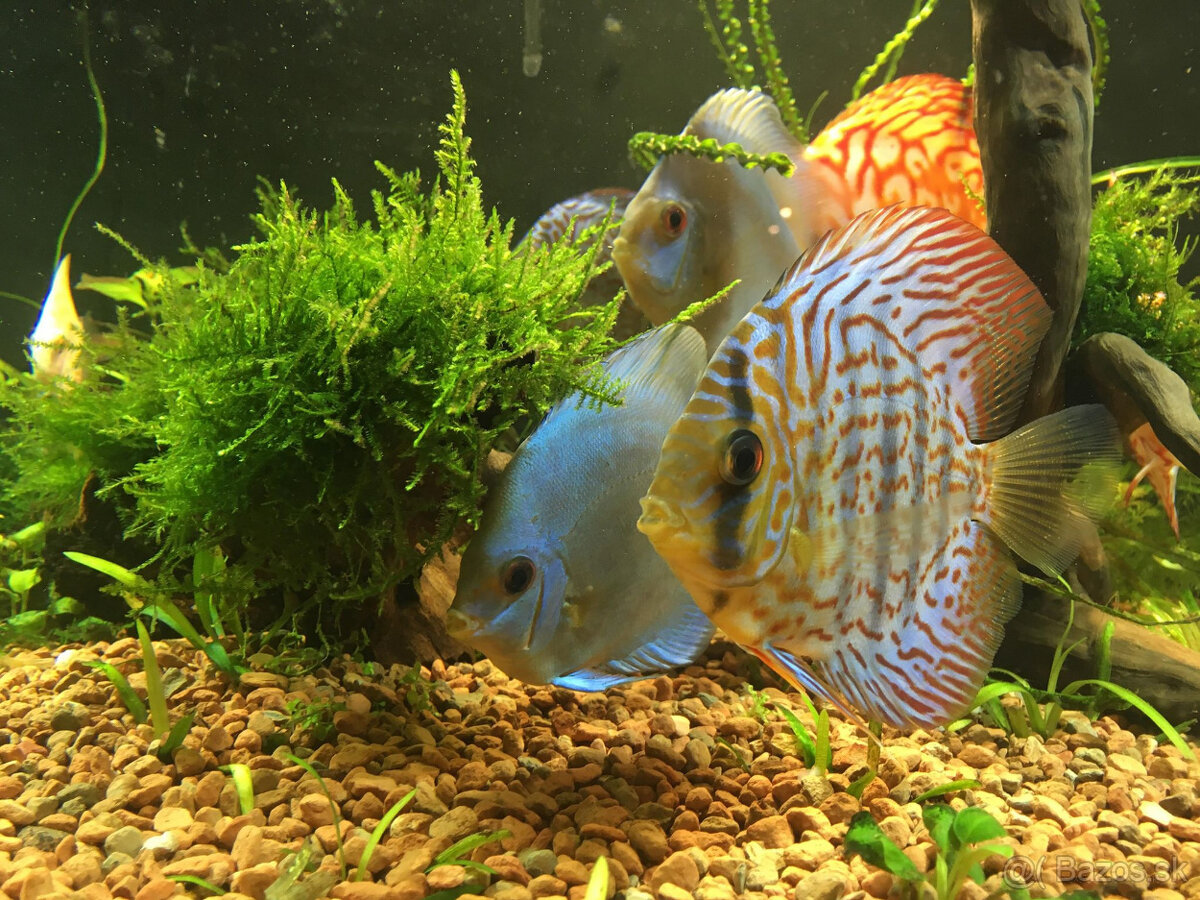 Substrát do akvária pórovitý 20 litrové balenie Terramol - 13