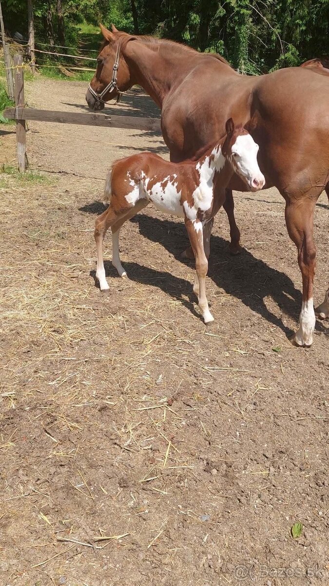 Pripúšťanie APH žrebcom - 13