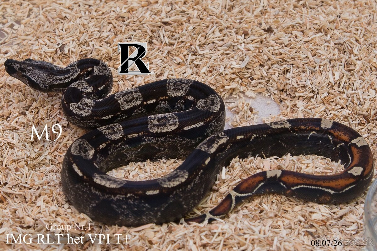 Boa constrictor - 13