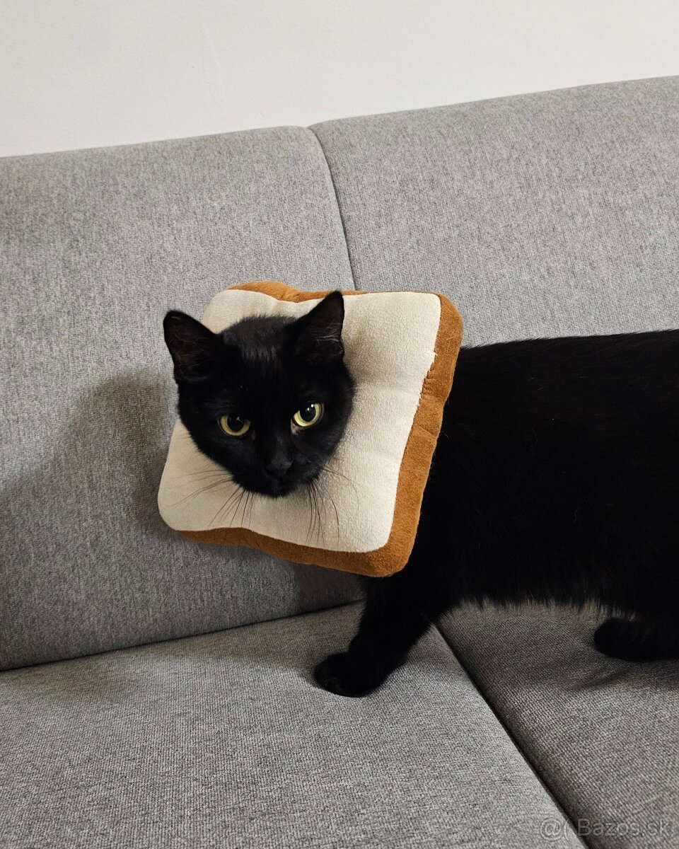 Mačička HILDA hľadá domov - 13