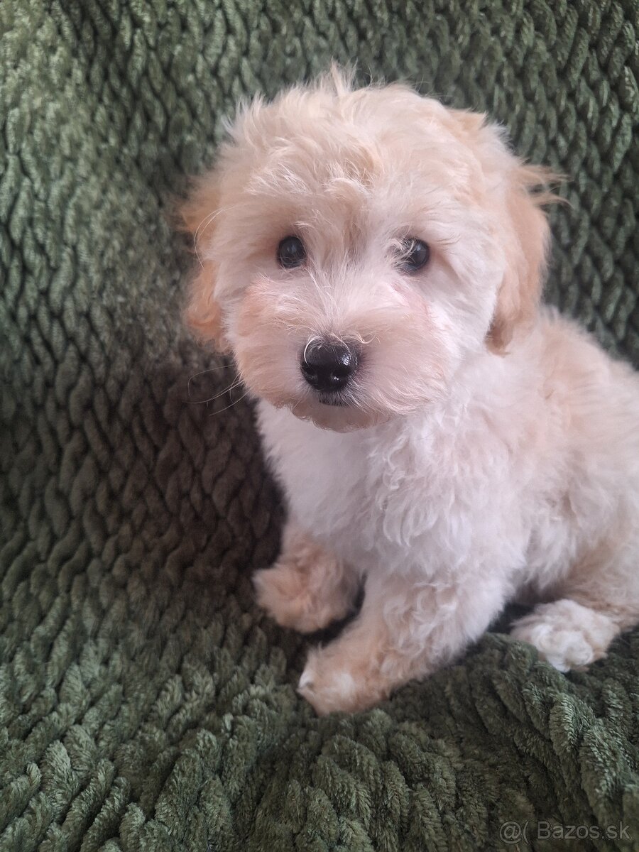 Maltipoo šteniatko, chlapček - F1 - 13