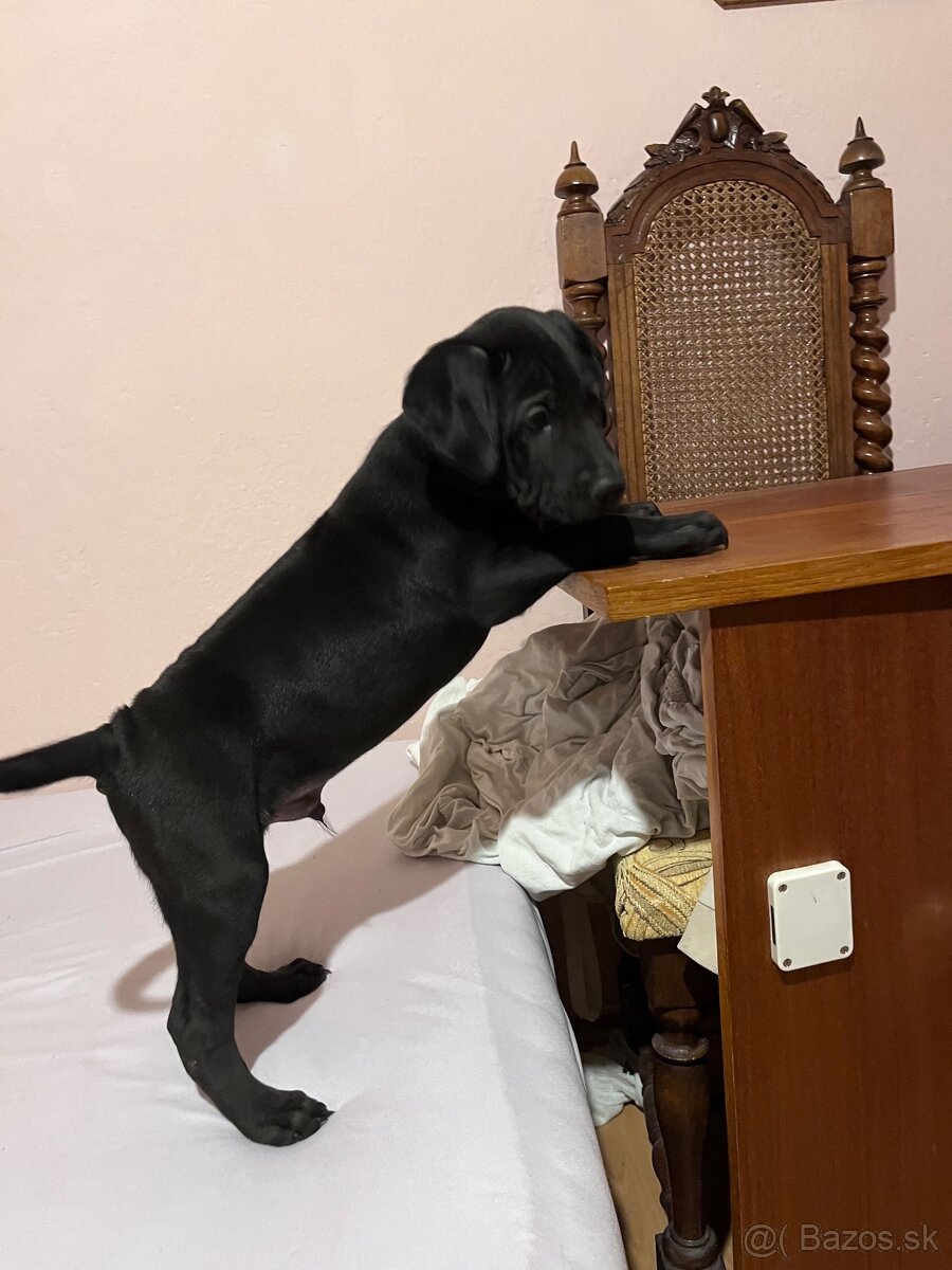 Steniatka labradora - 13