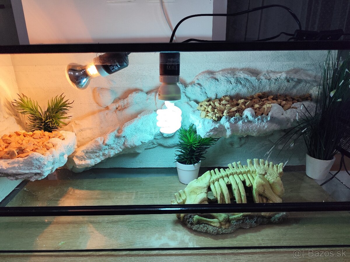 Agama bradatá a terarium Exo terra - 13