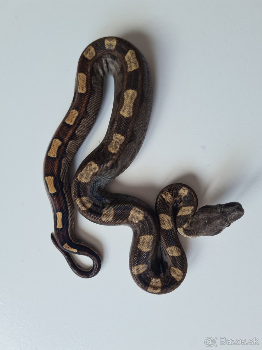 Veľhad Královský-Boa Constrictor tohto ročné - 13