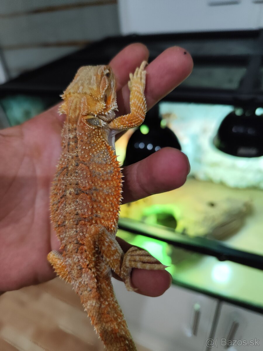 Agama bradatá a terarium Exo terra - 13