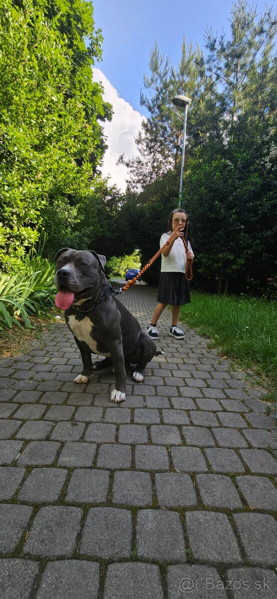 Krytie - Americky Stafordsirsky terier - 13