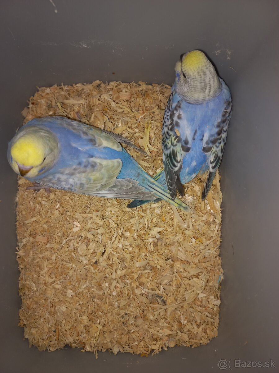 Andulka - Papagájec vlnkovaný - 13