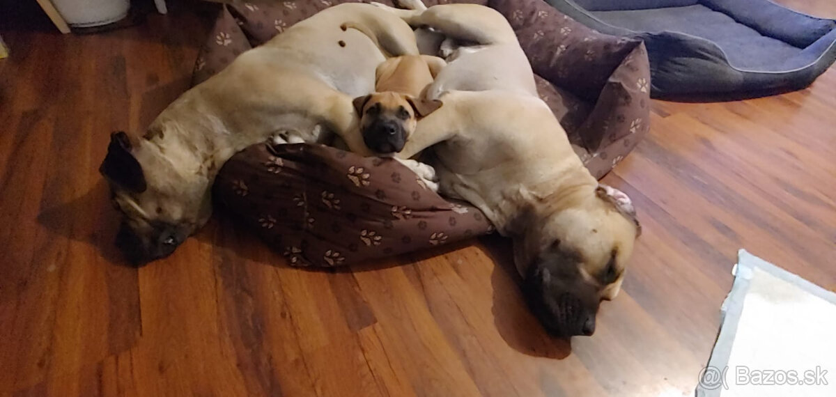 Krásna fenecka Kanárska Doga / Presa Canario s PP - 13