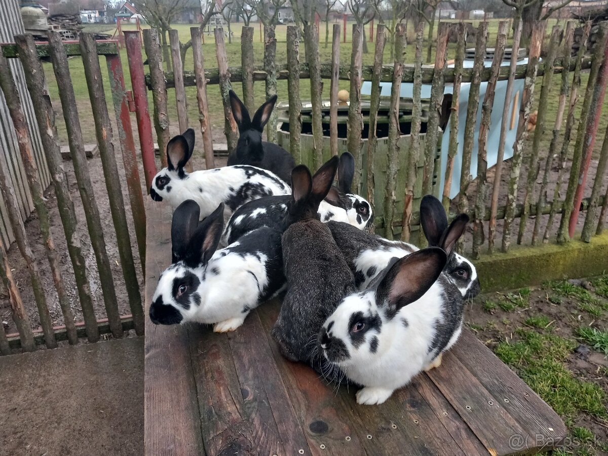 Predám králiky . - 13