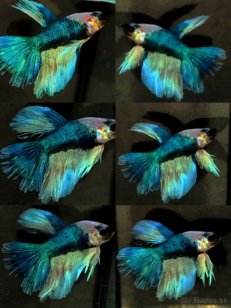 Betta Splendens - Bojovnica Pestrá. - 13