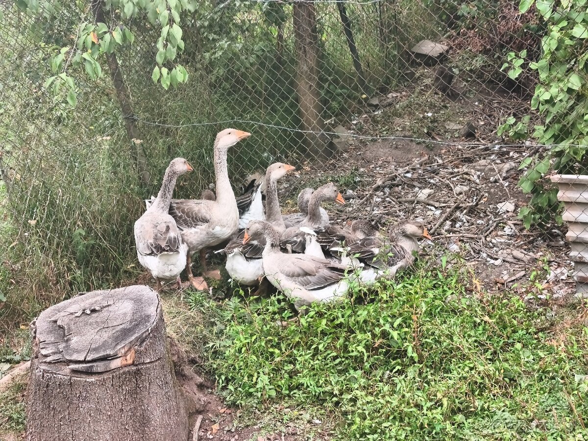 Predám/vymením husi,morky,kohúty - 13