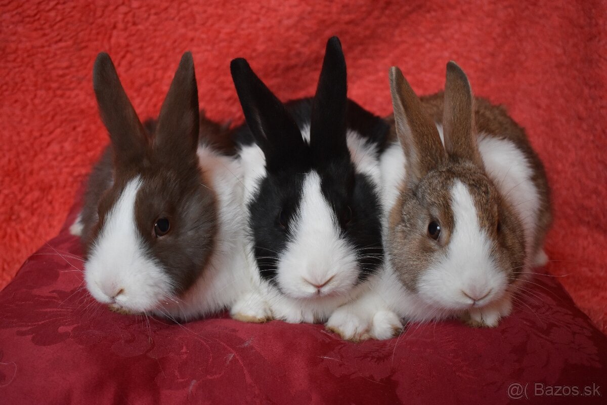 Predam Holandsky - 13