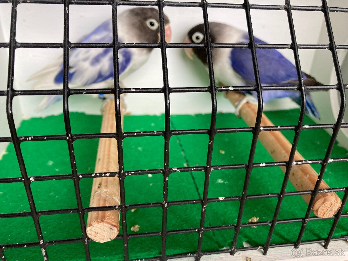 Agapornis fischeri - 13