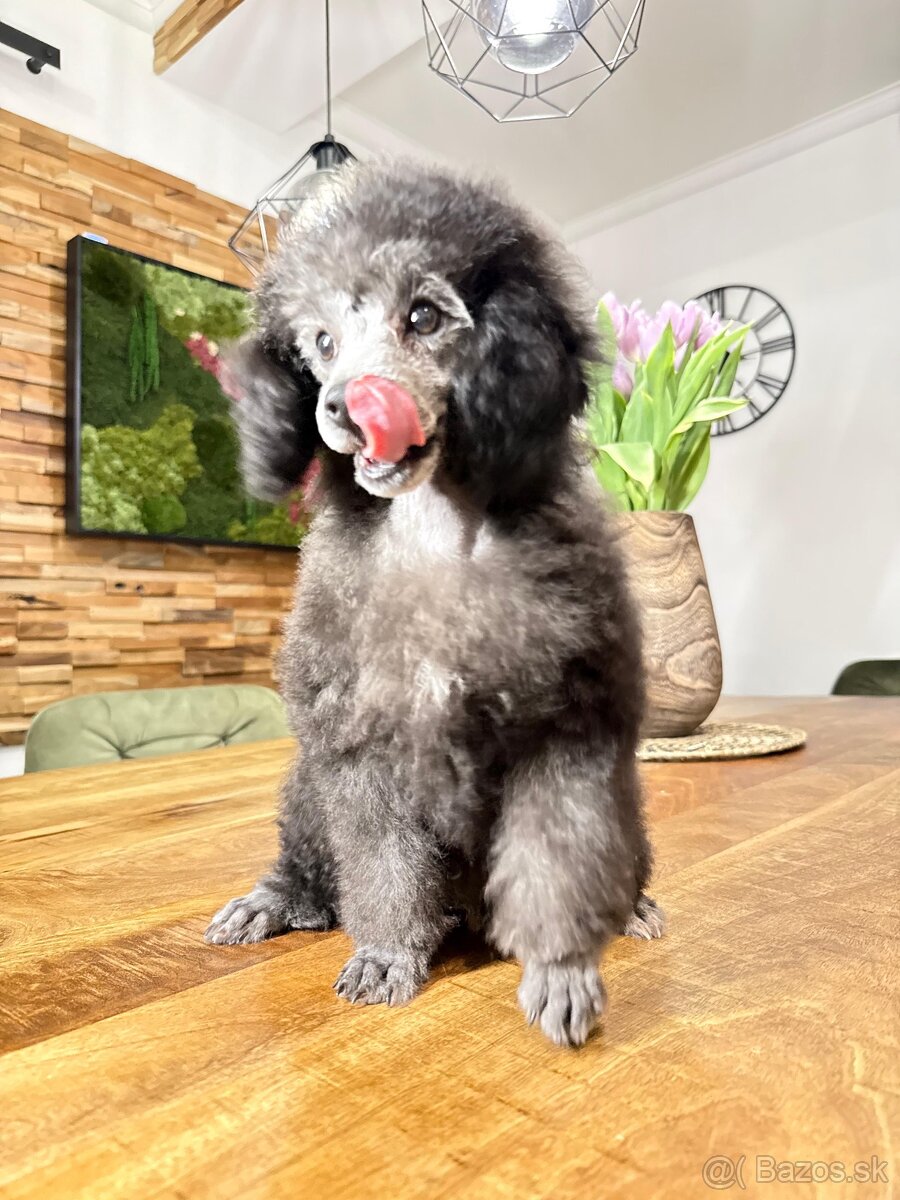 pudel,pudlík,pudlíček - 13