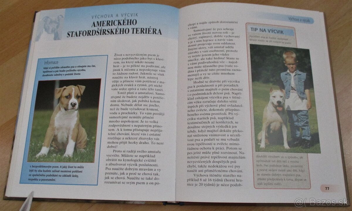 Americký stafordšírský teriér - 13