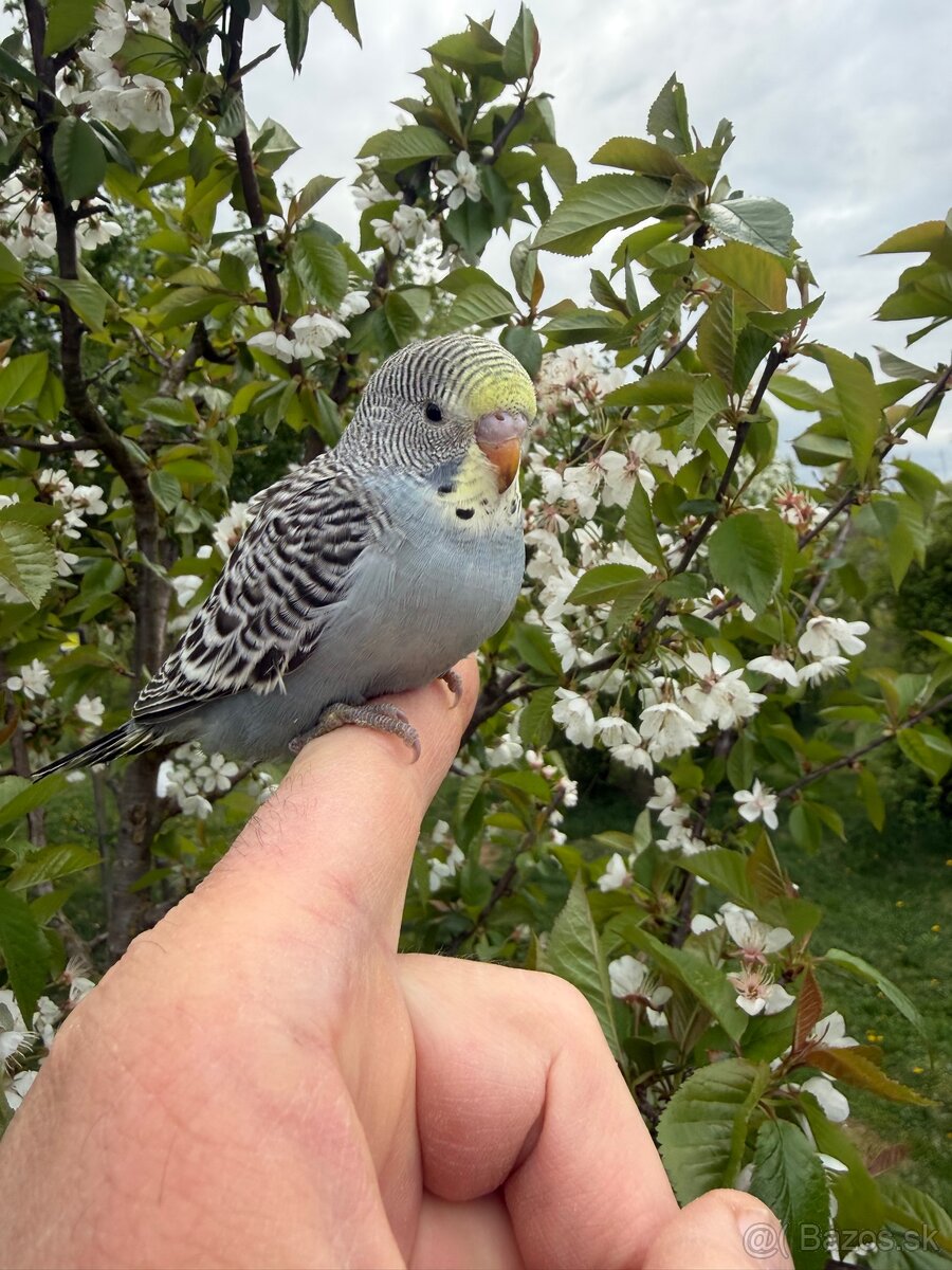 Andulka Maznačik - 13