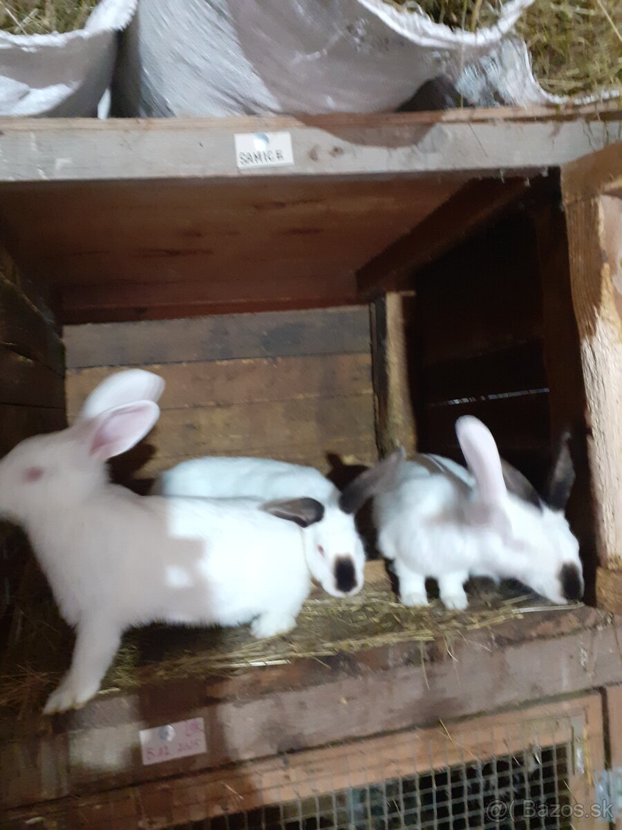 Predam zajace - 13