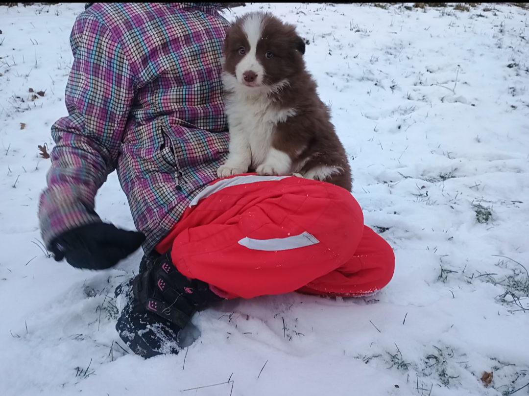 Border kolia šteniatka - 13