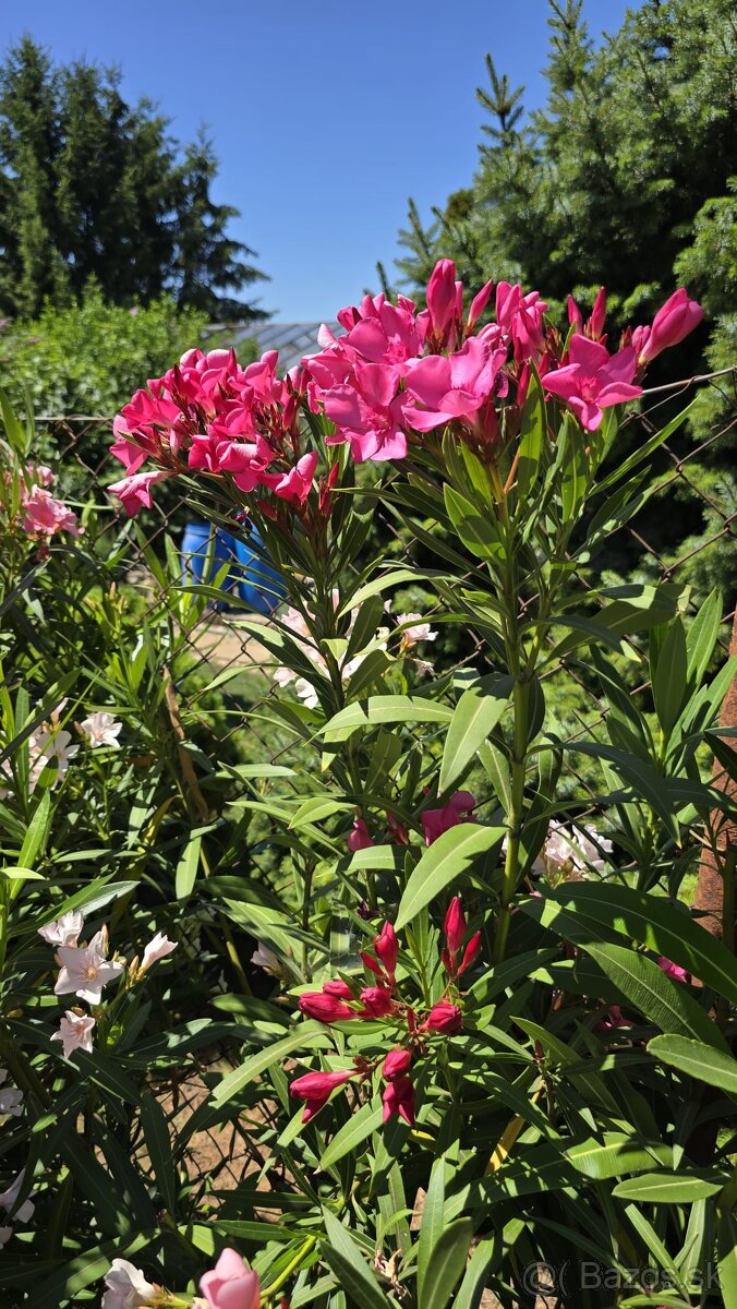 Oleander - Oleandre - 13