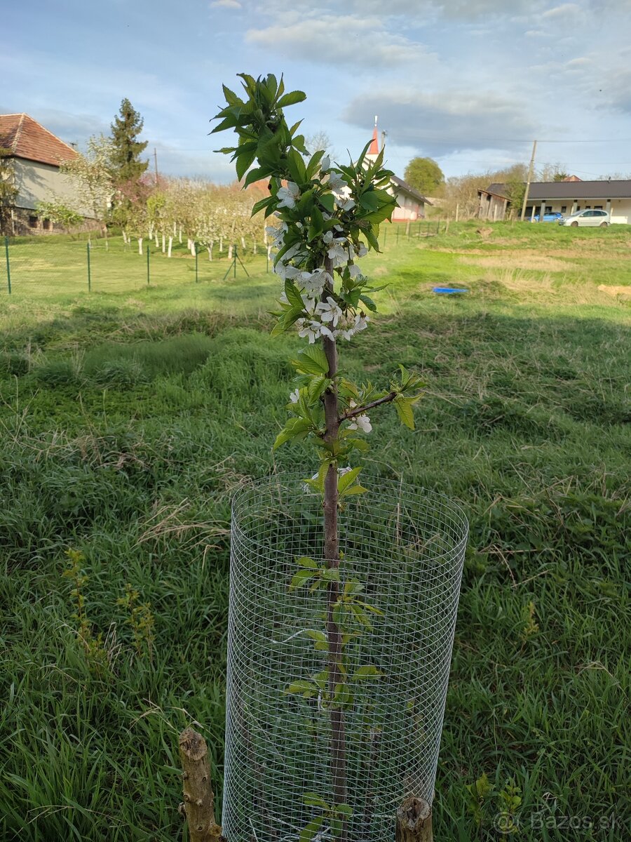 Stavebný pozemok so záhradou a lesom, 2716m2 - 13