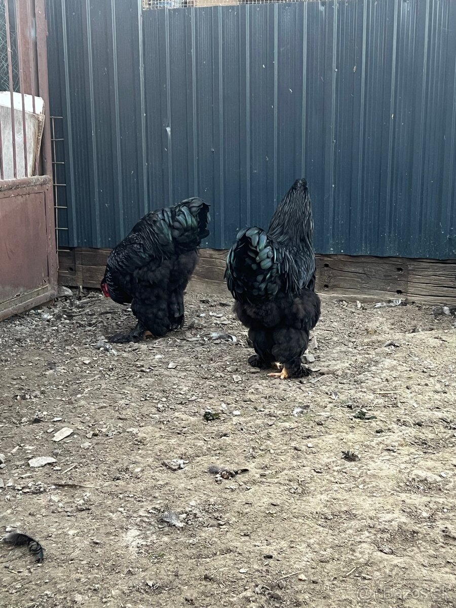 Brahmanka veľká čierna - 13