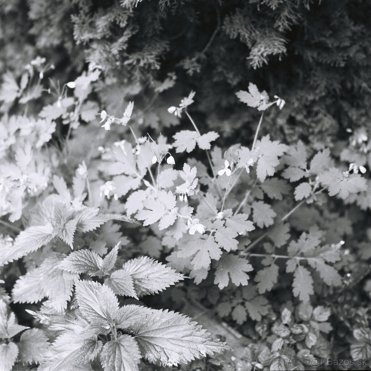 Yashica D - 13