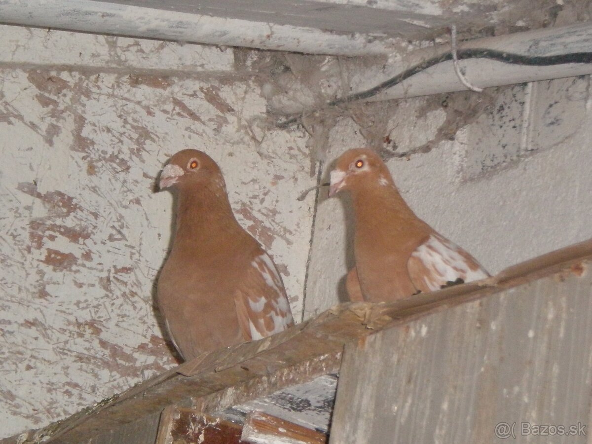 Predám poštové holuby Meulemans - 13