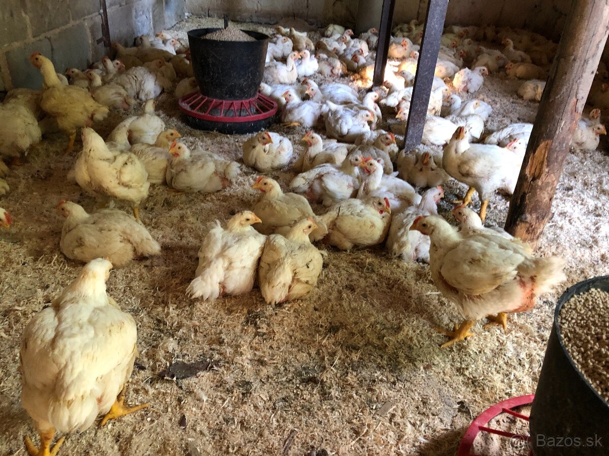 Sliepky Mládky Nosnice Lohman - 13