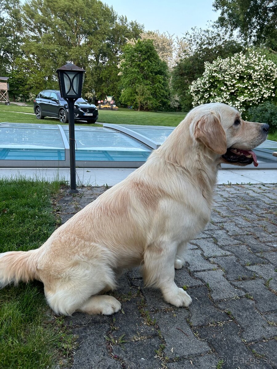 Zlatý retriever - 13
