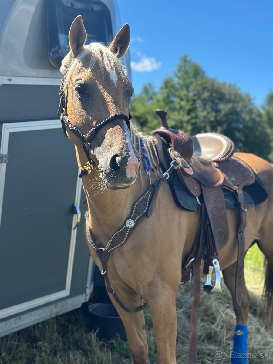 Kobyla AQH / Quarter horse - 13