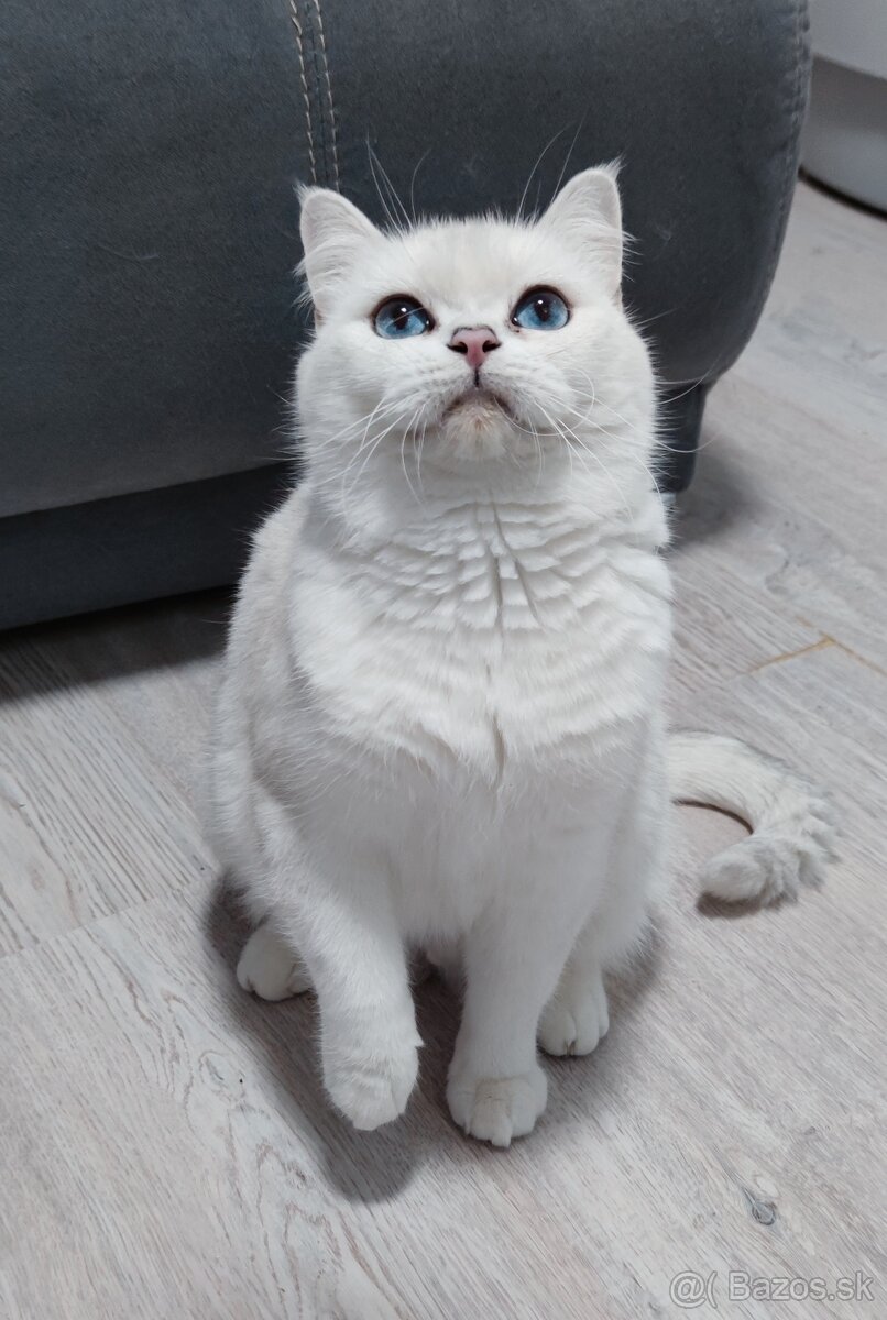 Britské mačiatka s PP na Vianoce❣️ - 13