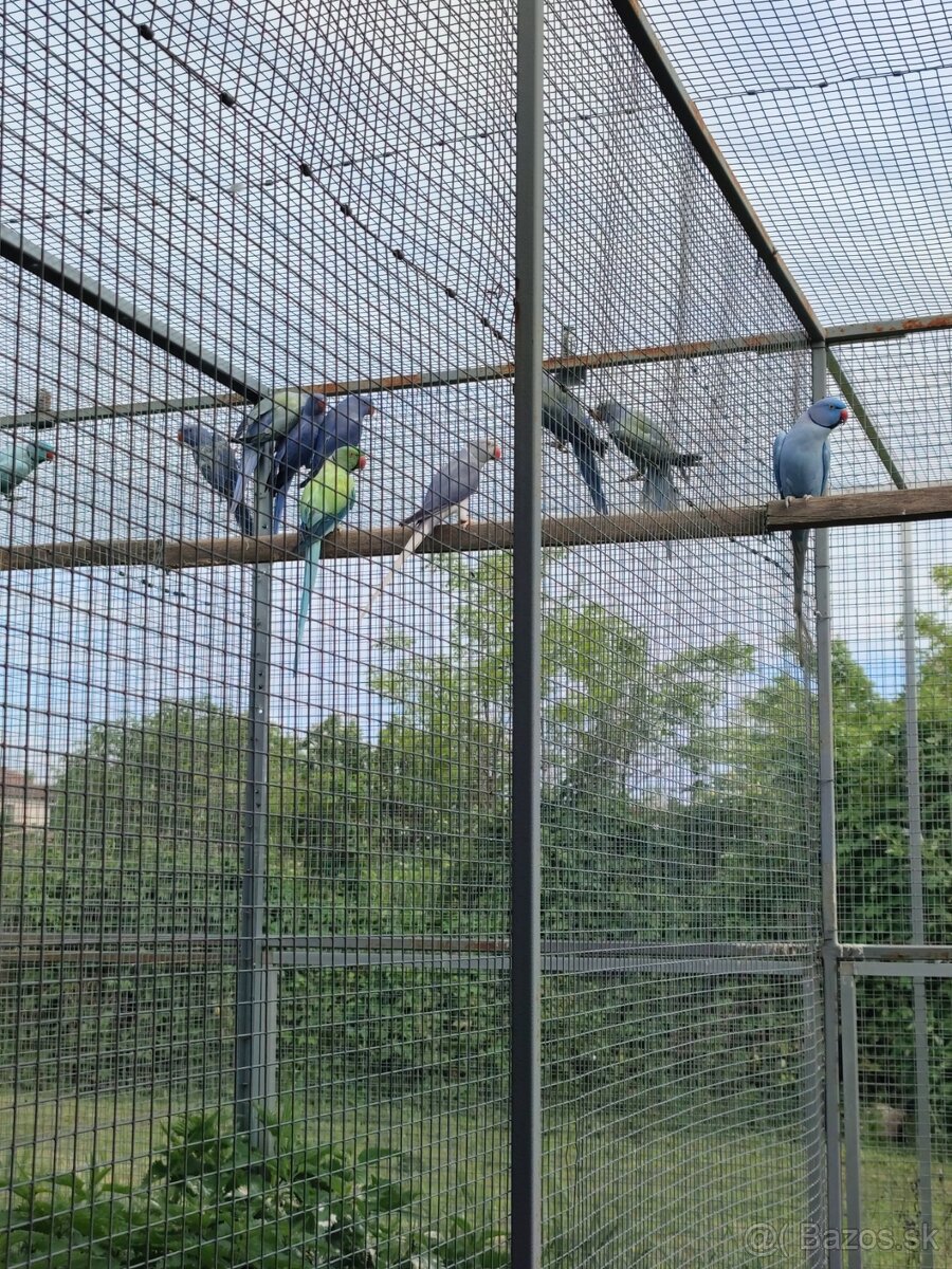 Alexander malý 02/2024 - 13